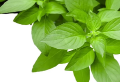 Oleum Jecoris