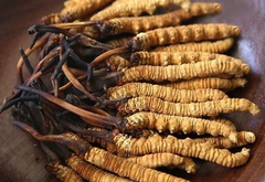 Ophiocordyceps sinensis
