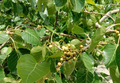 Peepal (Ficus religiosa)