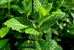Pudina