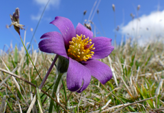 Pulsatilla Nigricans