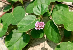 Punarnava