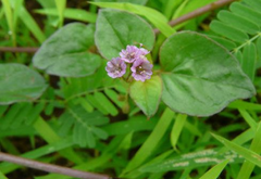 Punarnava