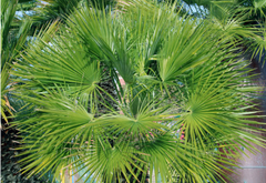 Sabal Serrulata