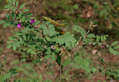 Sarfoka (Thespesia purpurea)