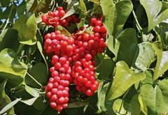 Sarsaparilla