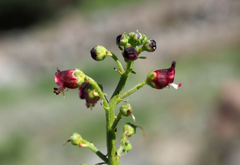 Scrophularia N