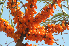 Seabuckthorn (Himalayan Berry)