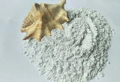Shankh Bhasma
