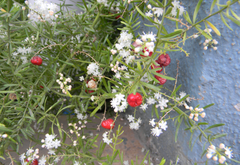 Shatavari
