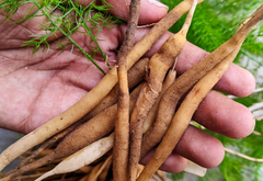 Shatavari (Asparagus racemosus)