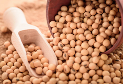 Soybean