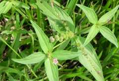 Spigelia Anth