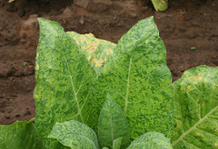 TMV