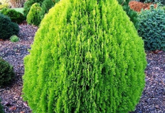 Thuja
