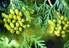 Thuja Occidentalis