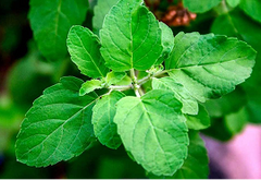 Ram Tulsi