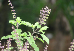 Tulsi