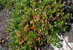 Uva Ursi