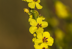 Verbascum