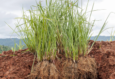Vetiver