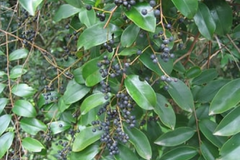 Vidanga