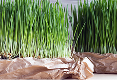 Wheatgrass