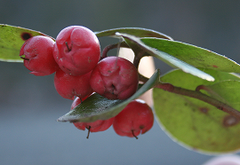 Wintergreen Oil