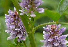 Yastimadhu (Glycyrrhiza glabra)