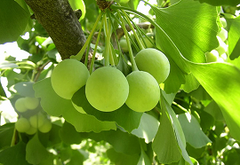 Ginkgo Biloba