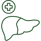 Balances Liver Enzymes