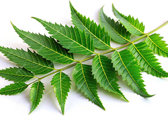 Neem
