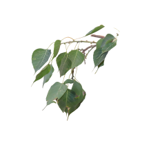 Peepal