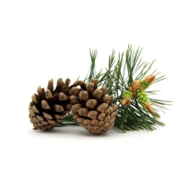Pine Bark Extract