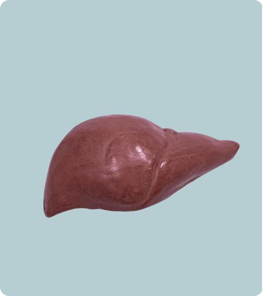 Find and Buy Ayurvedic Medicine for Liver Care
