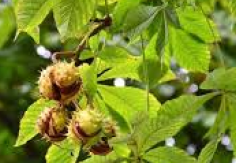 Aesculus Hippocastanum