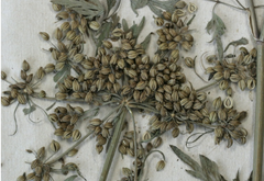 Aethusa Cynapium