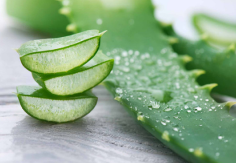 Aloevera 