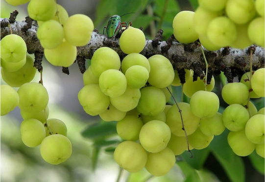 Amalaki 
