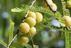 Amla