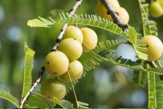 Amla