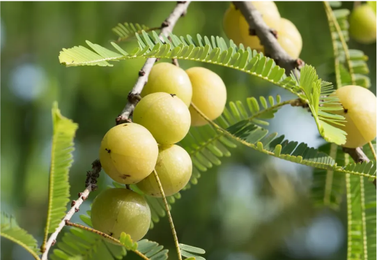 Amla