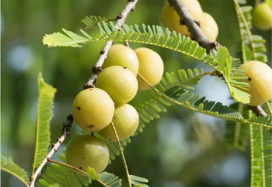 Amla