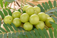 Amlaki