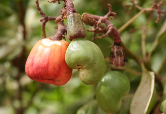 Anacardium