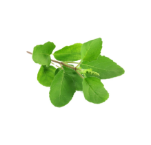 Aranya Tulsi