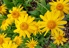 Arnica Montana (Amica Mantana)