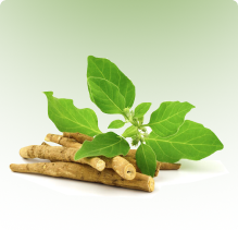 Ashwagandha