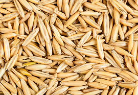 Avena Sativa