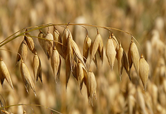 Avena Stiva